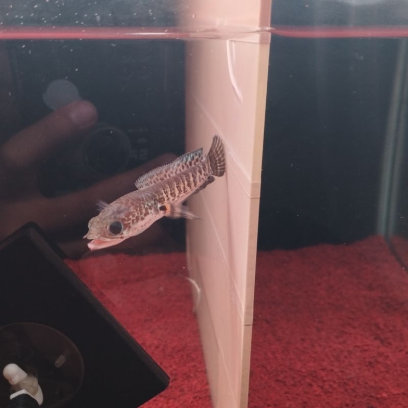 CHANNA AURANTI 10-12cm