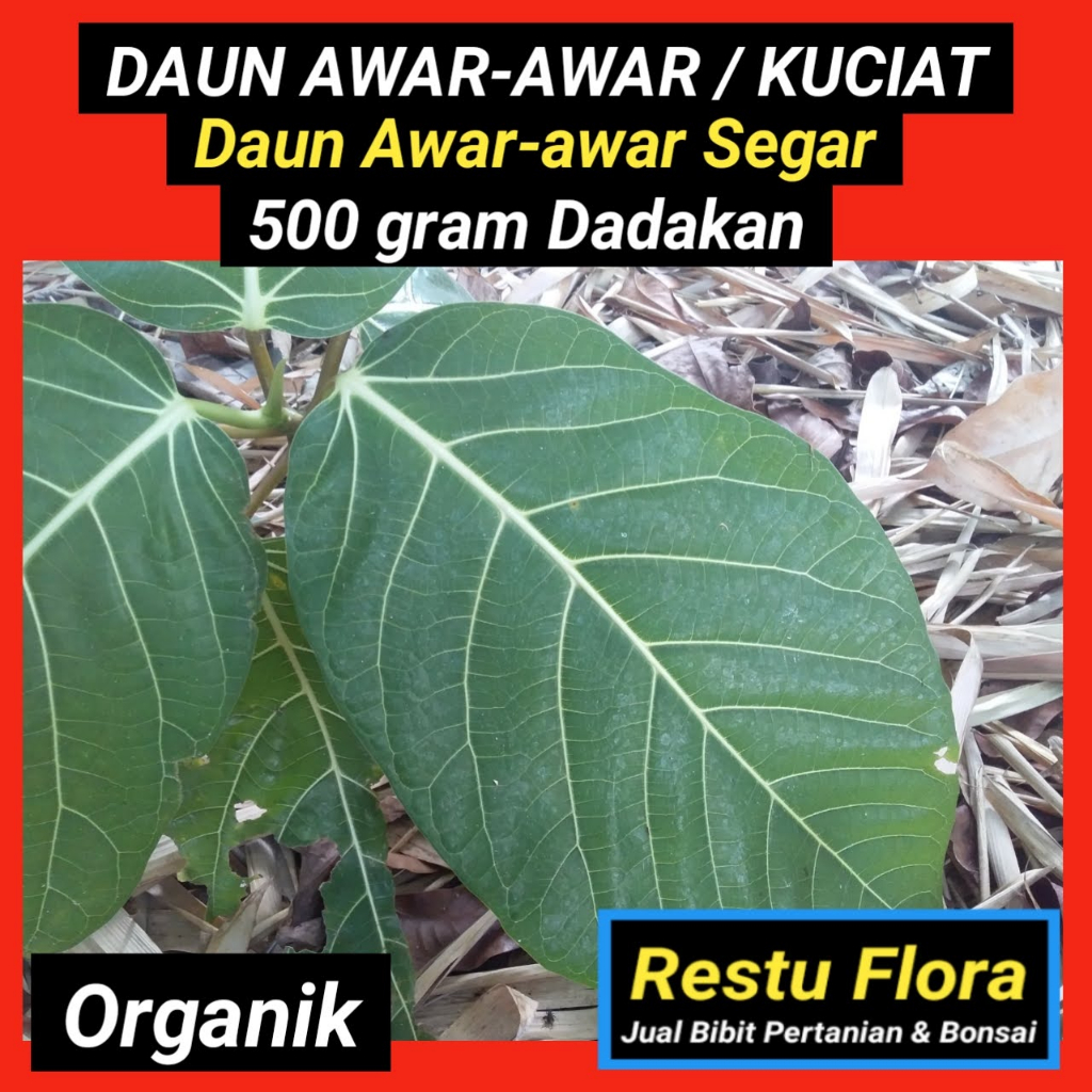 

Daun Awar-Awar / Kuciat Segar Organik 500gram