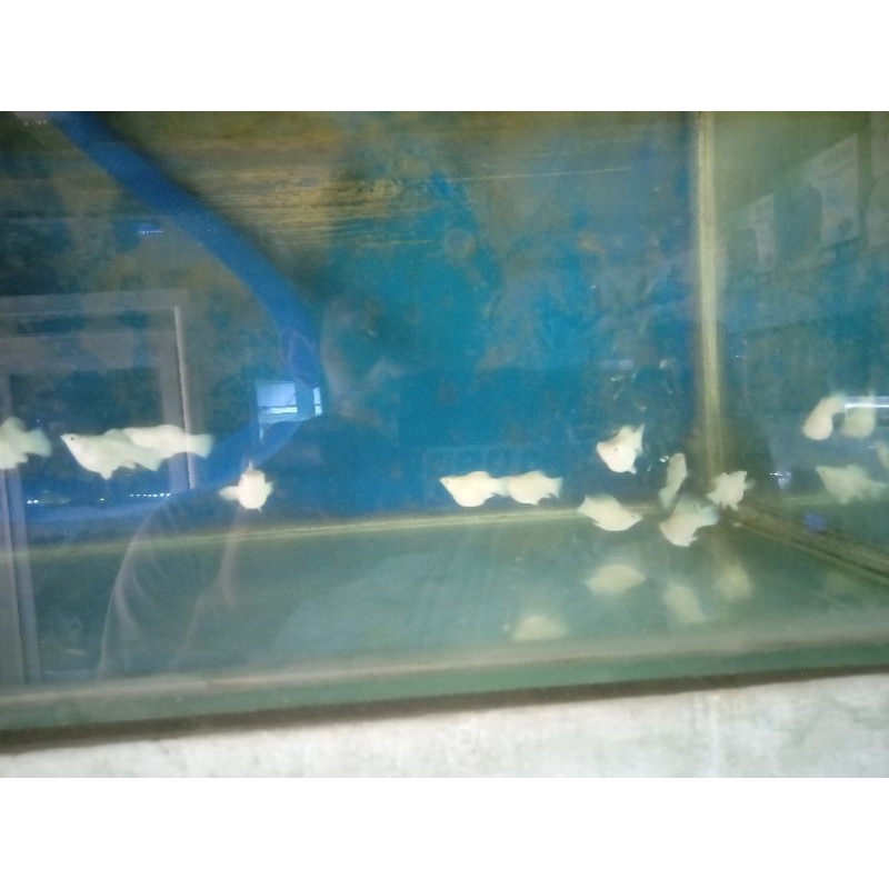 

ikan moli balon platinum