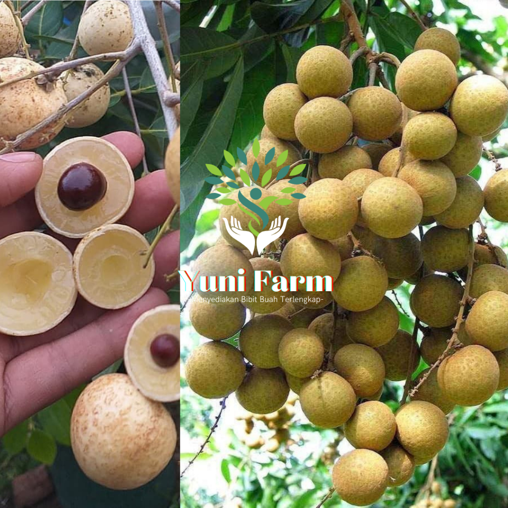 Bibit Buah Kelengkeng New Cristal Hasil Okulasi 60 Cm
