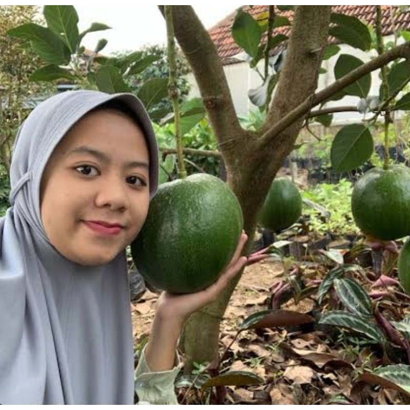 BIBIT ALPUKAT MARKUS JUMBO OKULASI CEPAT BERBUAH
