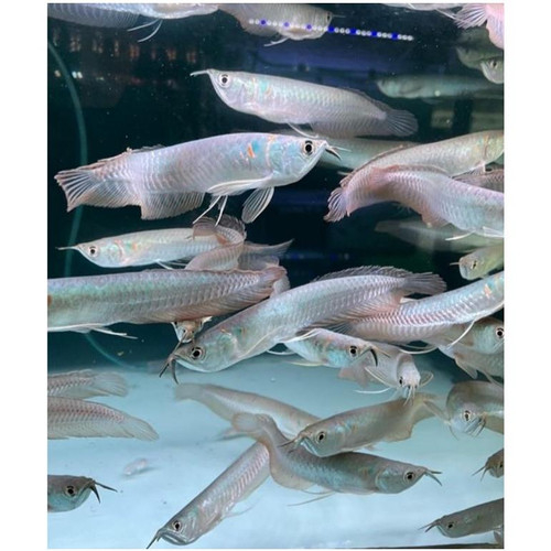 Arowana Silver - Arwana Brazil Ikan Hias Predator Aquarium Khusus GOJEK MEDAN