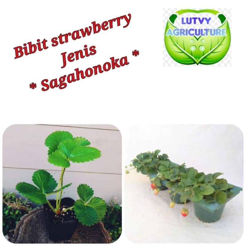 Bibit strawberry jenis sagahonoka