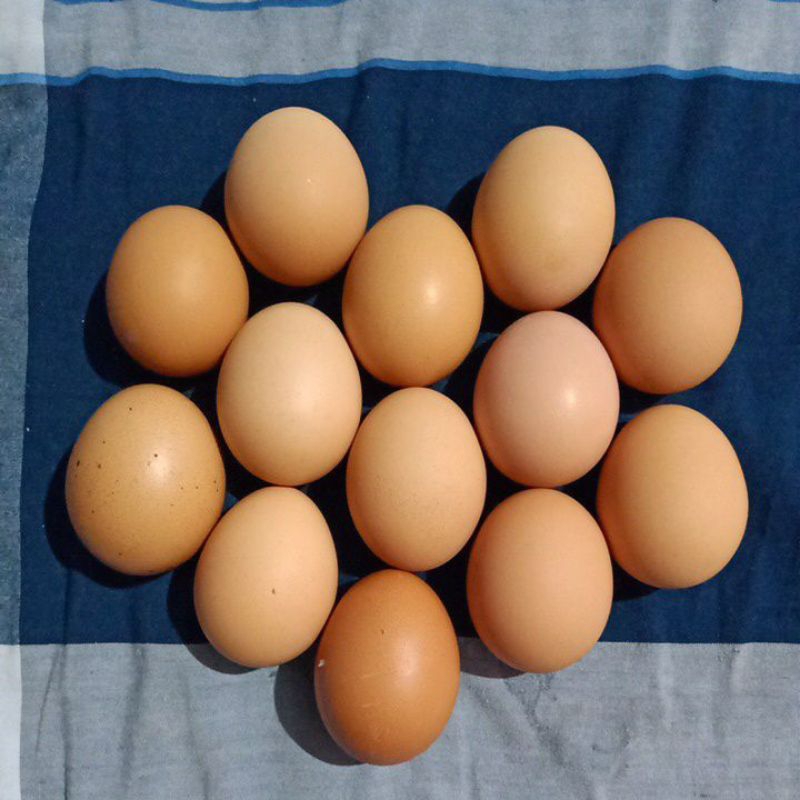 Telur Ayam Horn / Ras / Negeri Petelur Bisa Untuk Konsumsi, Ditetaskan / tetas (Fertil)