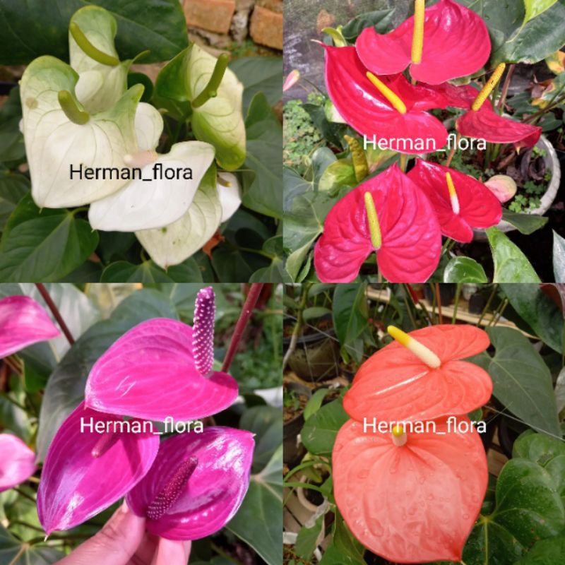 Bibit tanaman hias anthurium bunga mix // anthurium
