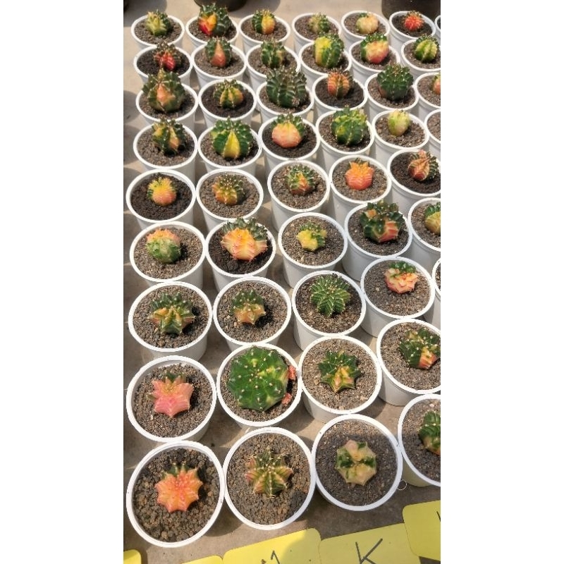 gymnocalycium mihanovichii varigata