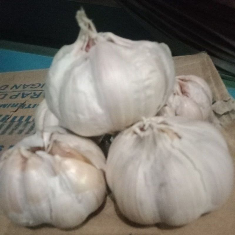 

Bawang putih sinco1kg