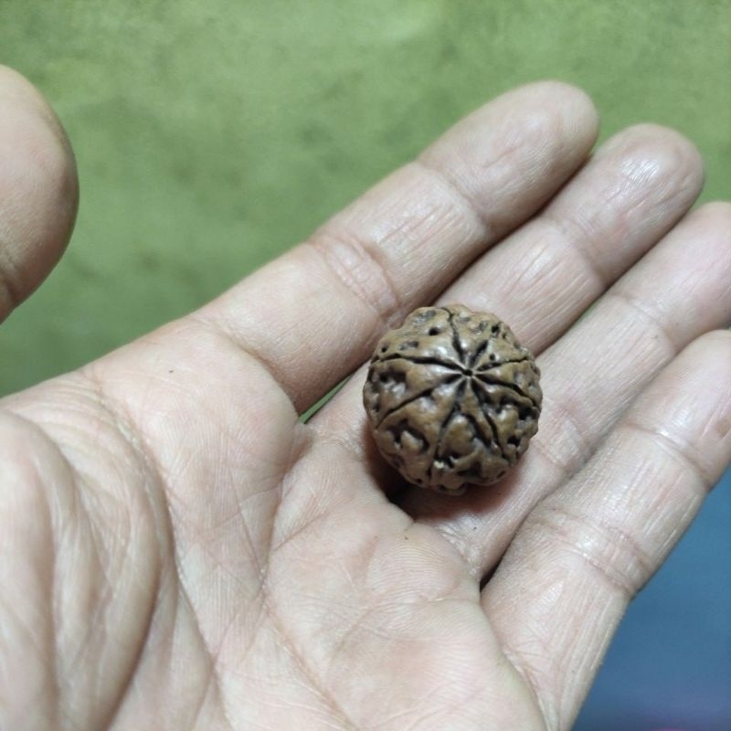 liontin rudraksha mukhi 8 size 20-23 mm original