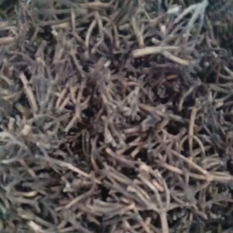 

500gr Gagang Cengkeh herbal murni