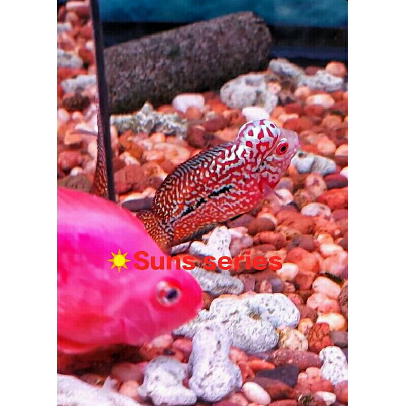 Suns76 King Kamfa F2 Dan F3 Super Ori Thailand