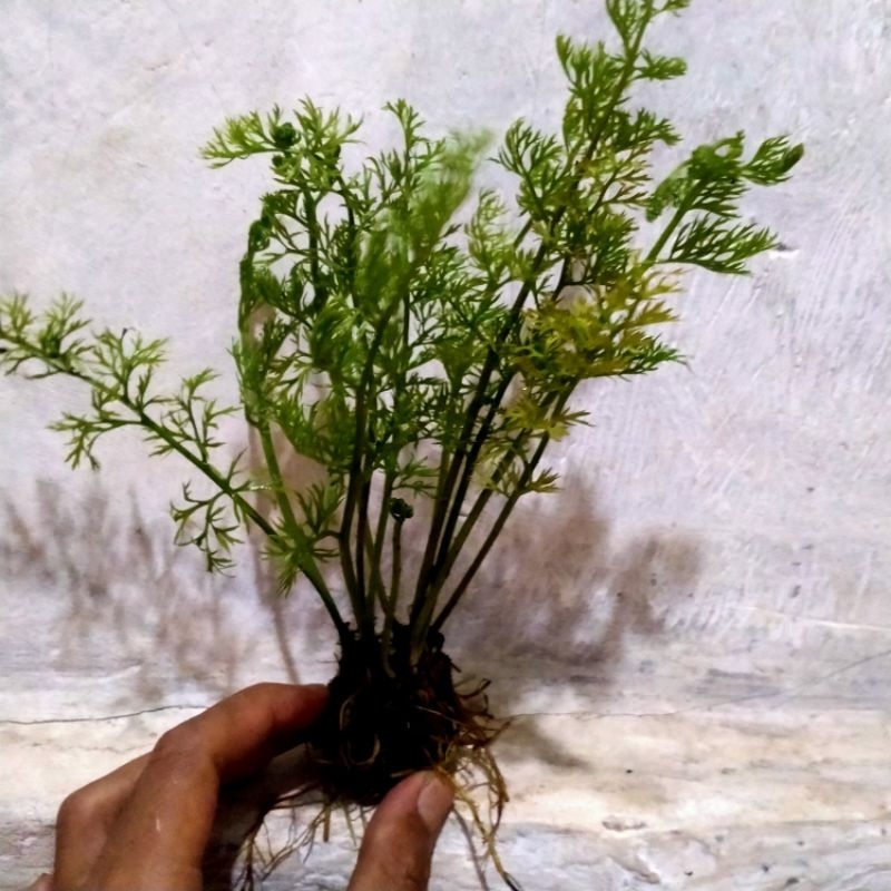 pakis air media wabikusa aquascape