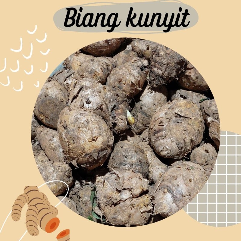 

Biang Kunyit ½ kg