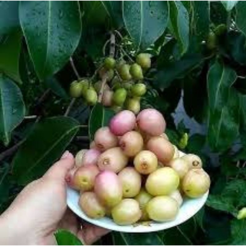 Bibit Tanaman juwet putih kondisi berbuah maupun berbunga