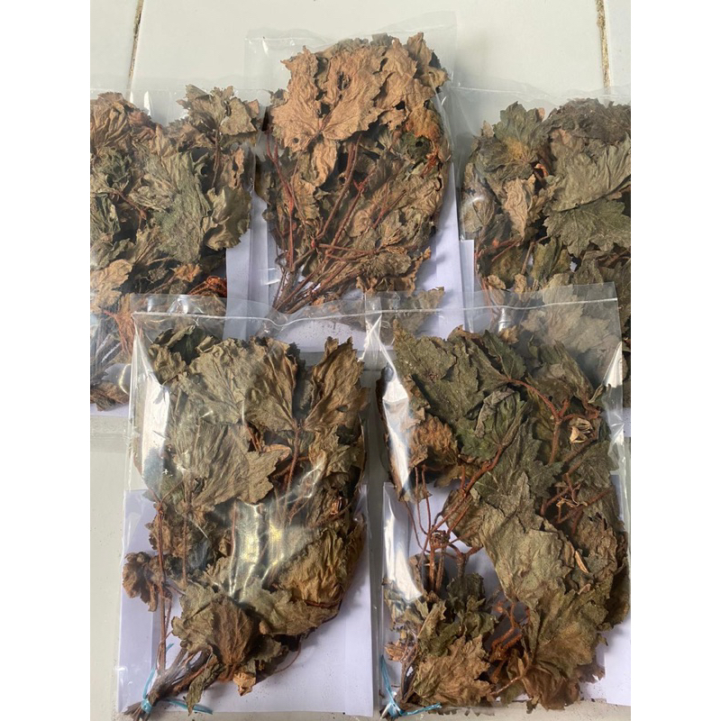 Benalu batu asli dari morowali utara Sulawesi Tengah