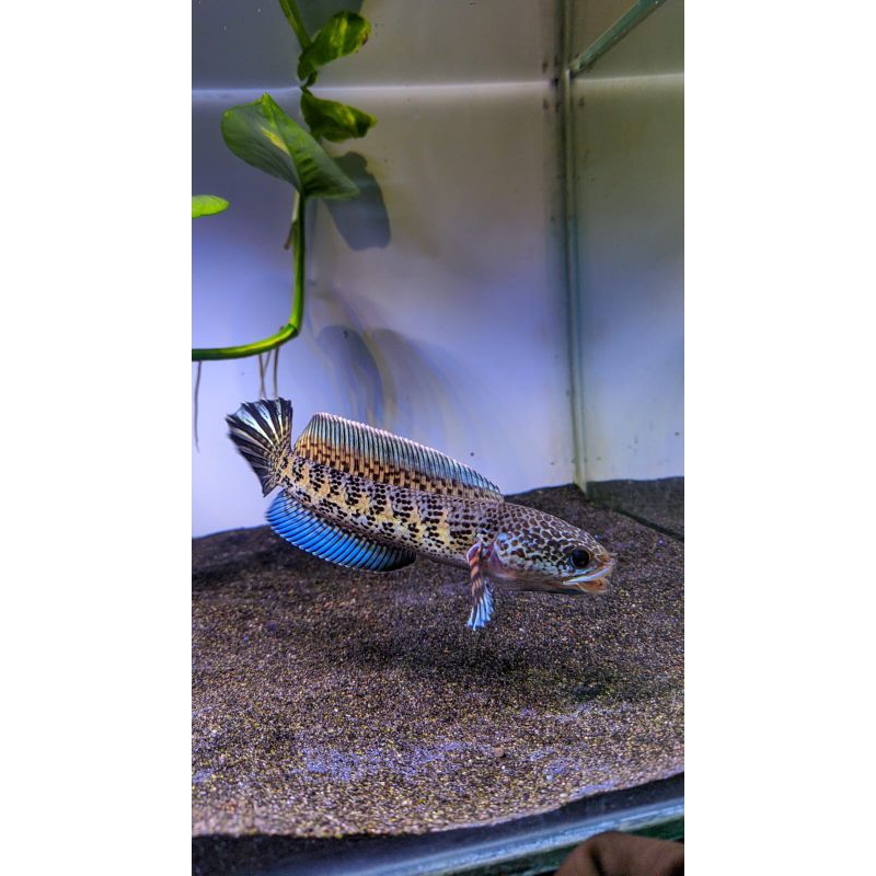 Auranti(PO)rekondisi