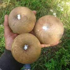 bibit sawo jumbo okulasi, cangkok