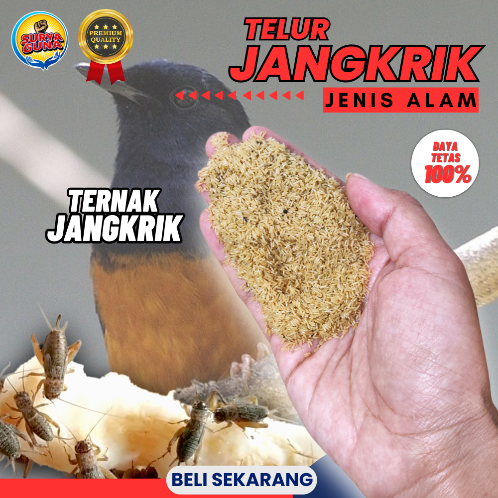 

READY STOK TELUR JANGKRIK ALAM