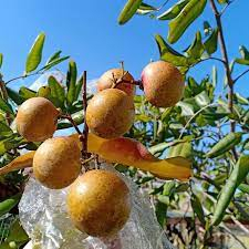 bibit kelengkeng pingpong okulasi