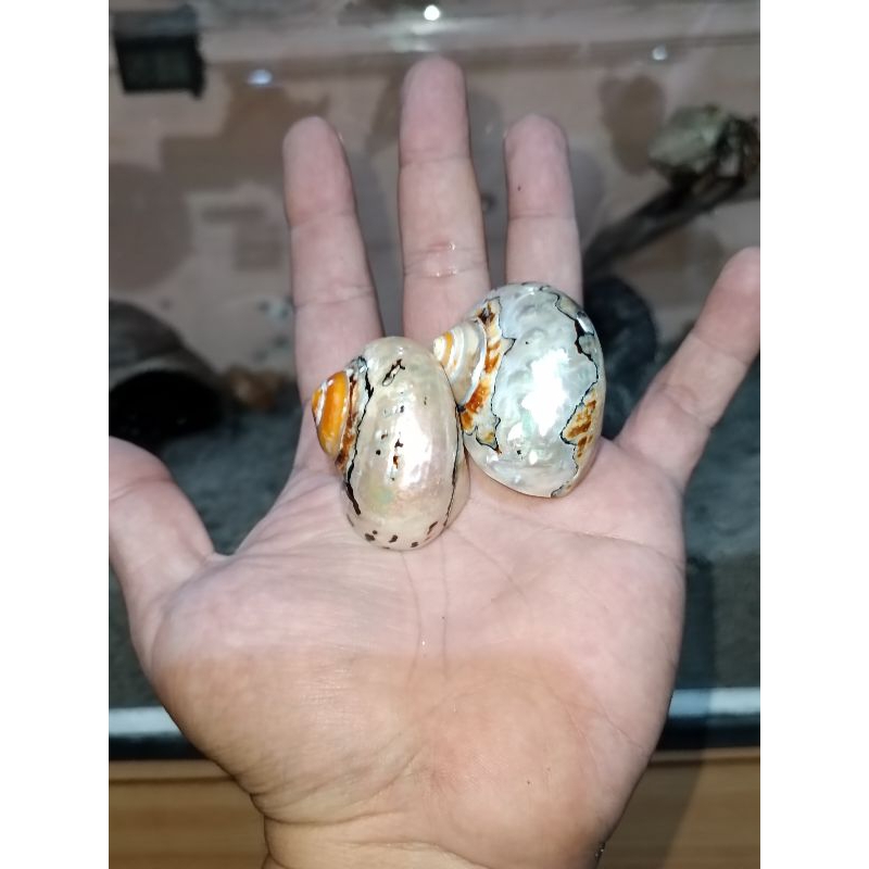 cangkang kelomang mini sarmaticus 2.5 cm (rare item)