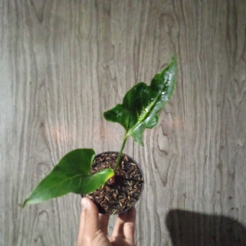 Anthurium Garuda corong (Hybrid)