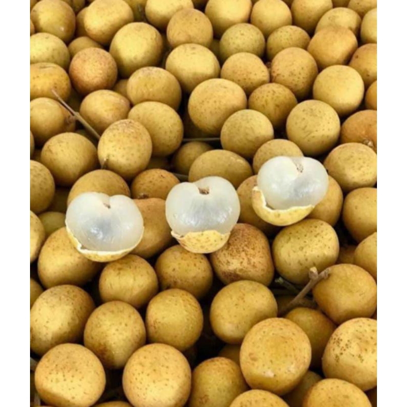 

1KG READY KELENGKENG 1kg MALANG MURAH, JUAL KELENGKENG MURAH MALANG GRATIS ONGKIR