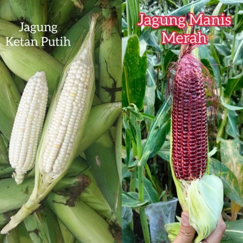 

Jagung Manis Merah/Jagung Pulut/Ketan Putih/ Ketan ungu 1Kg