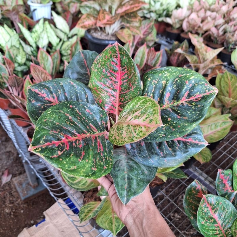 Aglonema black wulandari dewasa daun 7-8-9+