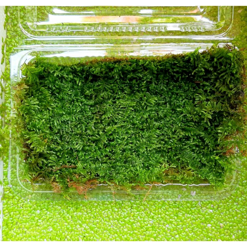 Lumut Moss Tanaman Aquascape Perlempeng Paludarium Terrarium Karpet