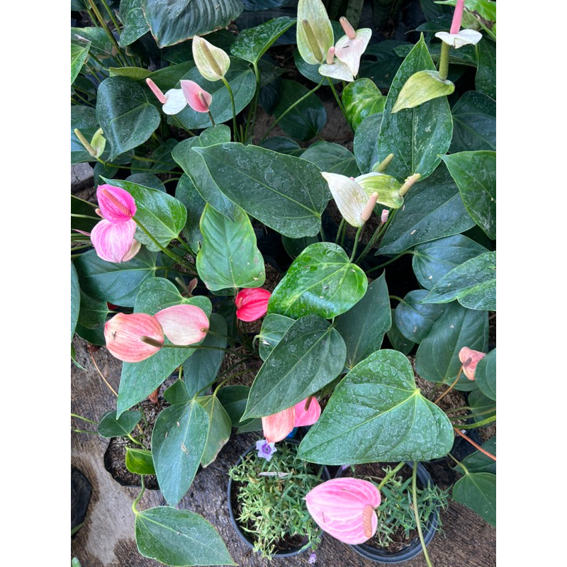 Anthurium mini bunga pink / tanaman anthurium mini bunga putih / anthurium bunga