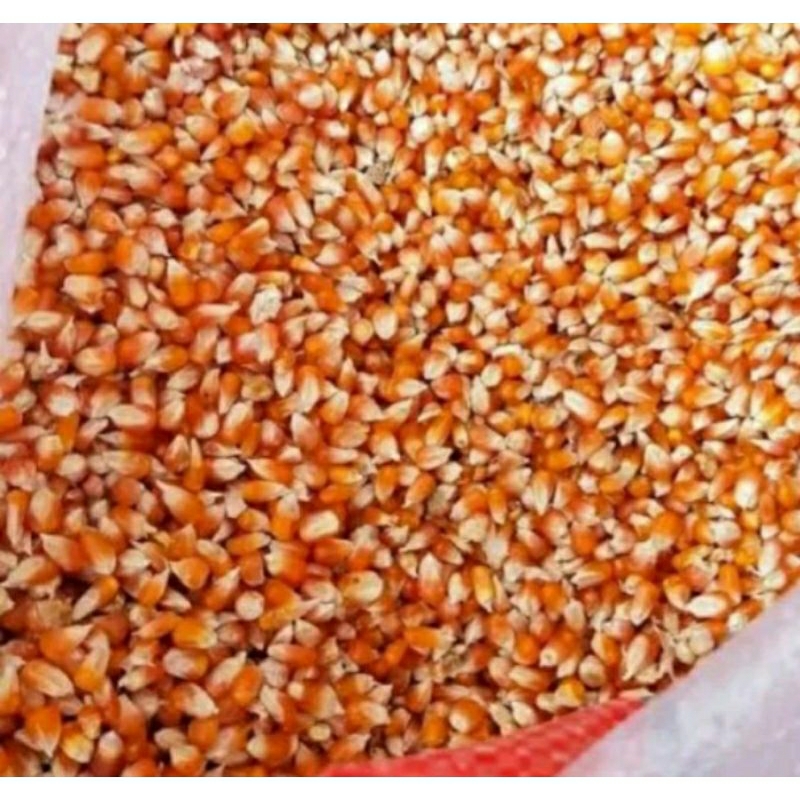jagung pakan ayam / jagung pakan burung