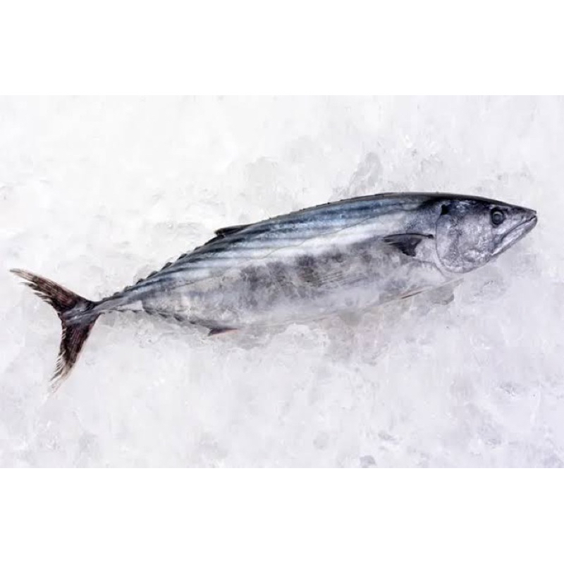 

Ikan cakalang frozen
