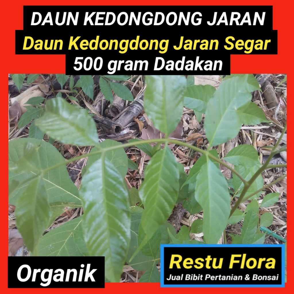 

Daun KEDONGDONG JARAN Segar Organik 500gram