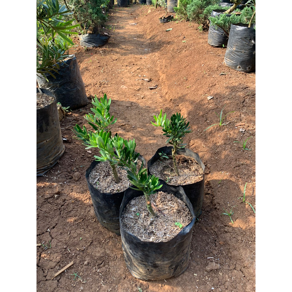 Bibit Lohansung Blue Cincuan