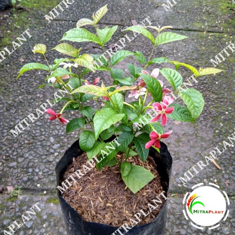 Tanaman Hias Bunga Melati Belanda - Bibit Pohon Bunga Melati Thai Double Flower