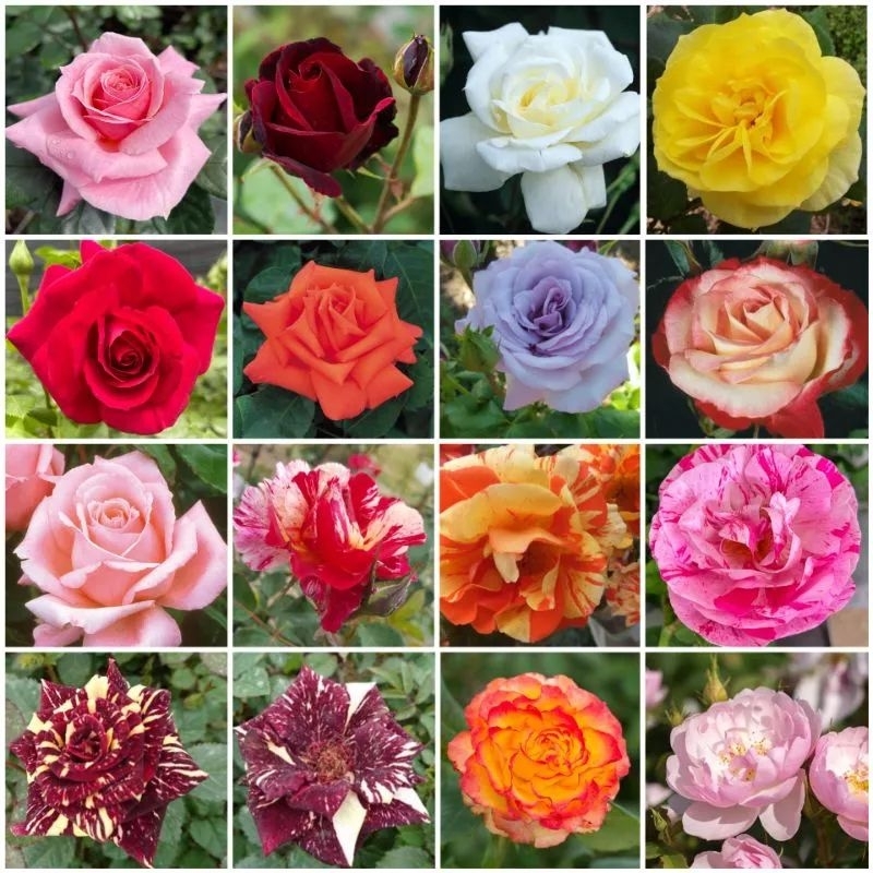 Mawar Indukan Ukuran Besar (Pusat Tanaman Mawar Cihideung Bandung)