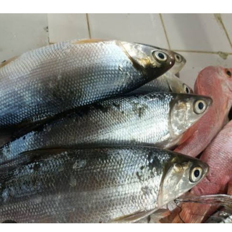 

ikan bandeng 1 ekor 700grm-800grm