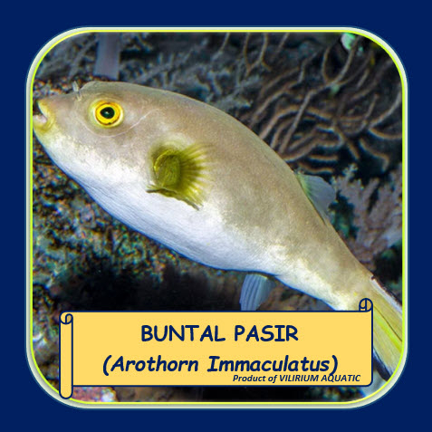 IKAN HIAS AIR TAWAR - BUNTAL PASIR / IMMACULATE PUFFER