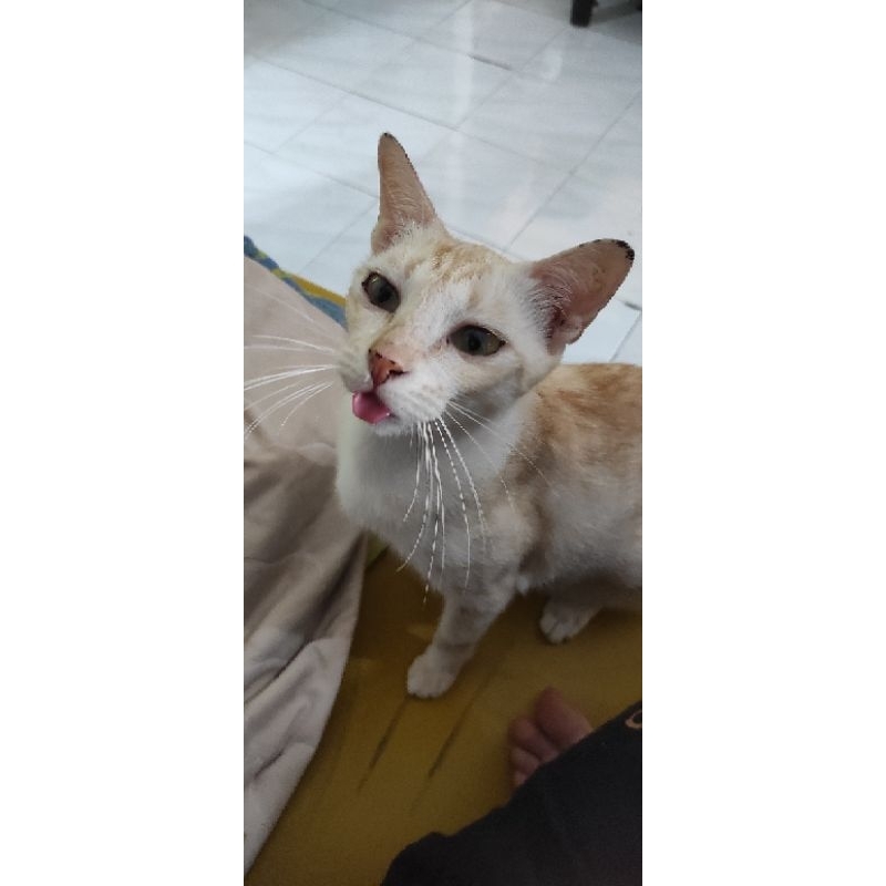 [RENTAL/SEWA] Miku Hatsune 25ji Nightcord de. Project Sekai Colorful Stage