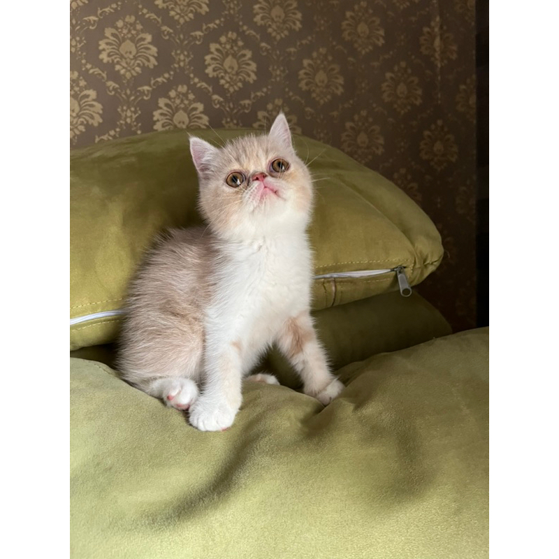 Kucing Kitten Persia Shorthair