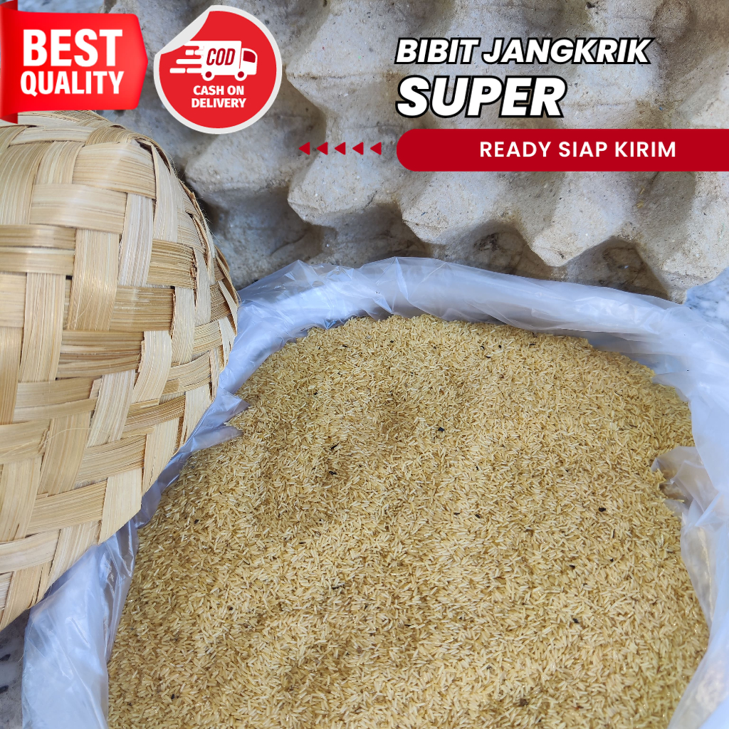 telur jangkrik alam kemasan 100 gram bisa untuk umpan mancing ikan mas kualitas super jual telur jan