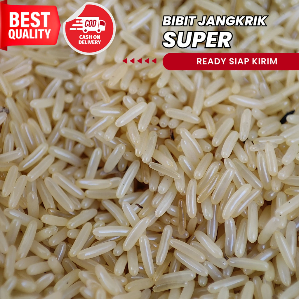 Bibit Telur Jangkrik Alam Berkualitas Telur Jangkrik 250 gram jual telur jangkrik untuk umpan pancin