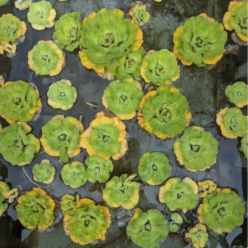 TANAMAN AIR APU-APU/KAPU-KAPU MAWAR