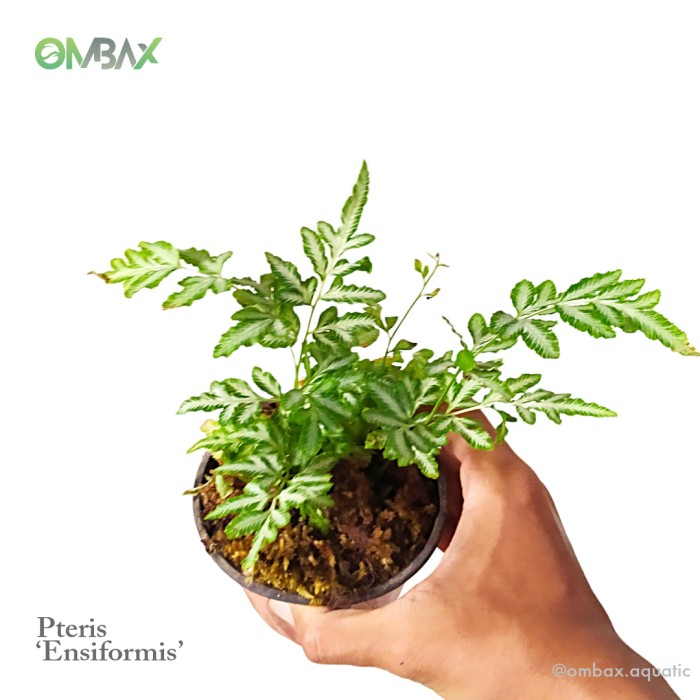 Pteris 'Ensiformis' - Pakis / Tanaman Paludarium / Fern