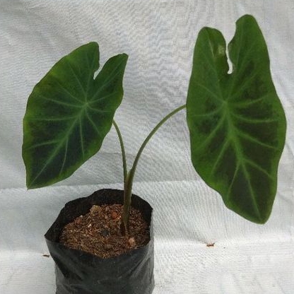 Colocasia Illustris Tanaman Hias