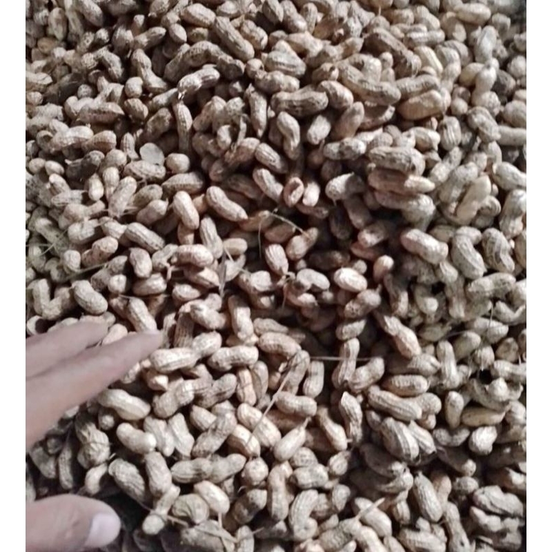 

Kacang Tanah kulit 1 kg