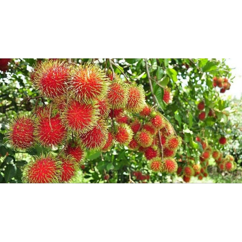 

Bibit Buah Rambutan Binjai