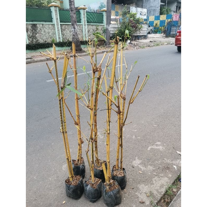 tanaman hias bambu kuning ampel, pohon bambu kuning ampel