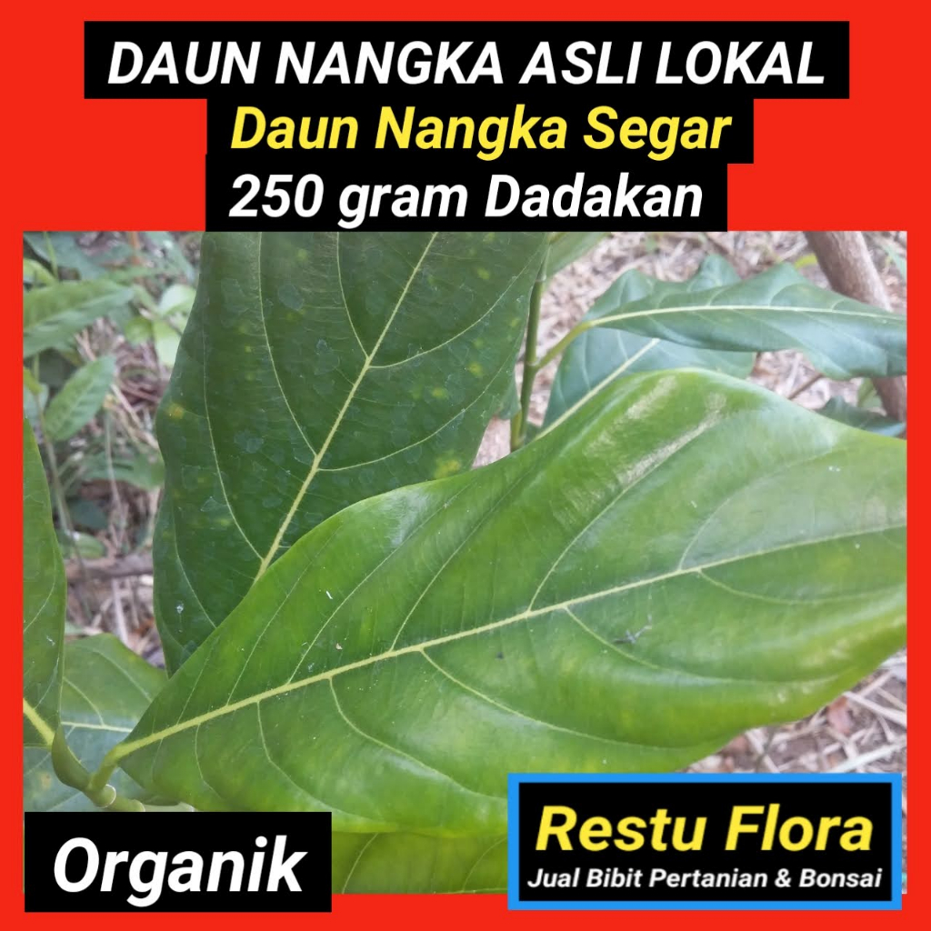 

Daun NANGKA LOKAL Segar Organik 250gram