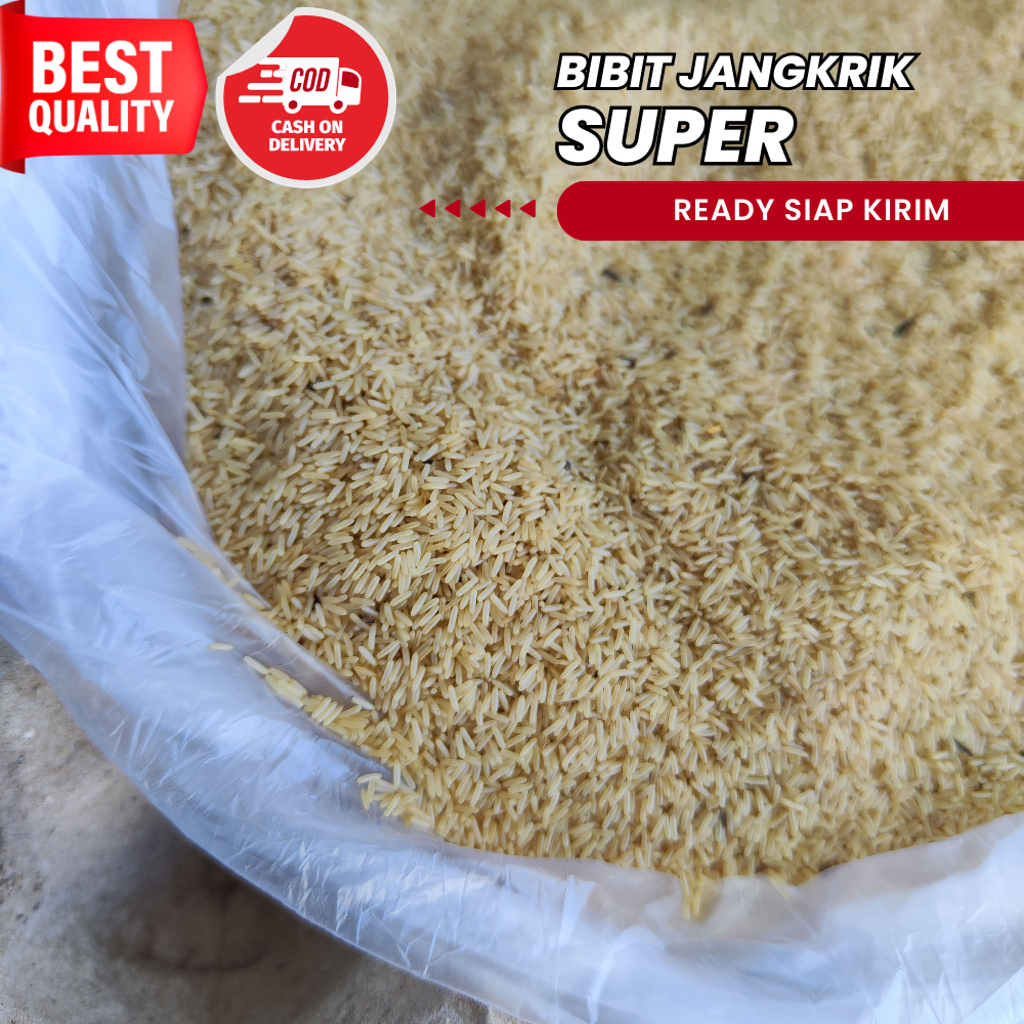 jual telur jangkrik bali 500 GRAM supplier telur jangkrik alam super siap netas bibit telur jangkrik