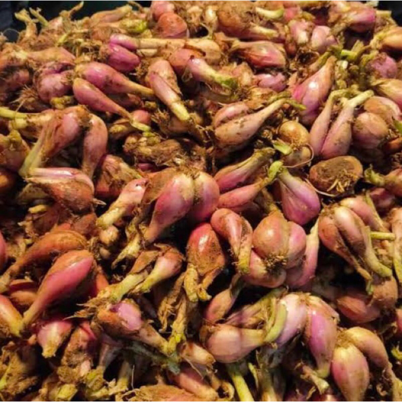 

BAWANG SUMENEP FRESH 1/4